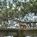 Farasen Luxury Treetop - Sleep Among The Trees