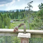 Farasen Luxury Treetop - Sleep Among The Trees Glamping Sjusjøen