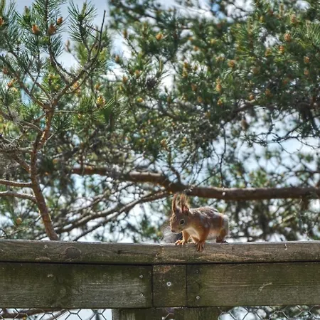 Farasen Luxury Treetop - Sleep Among The Trees